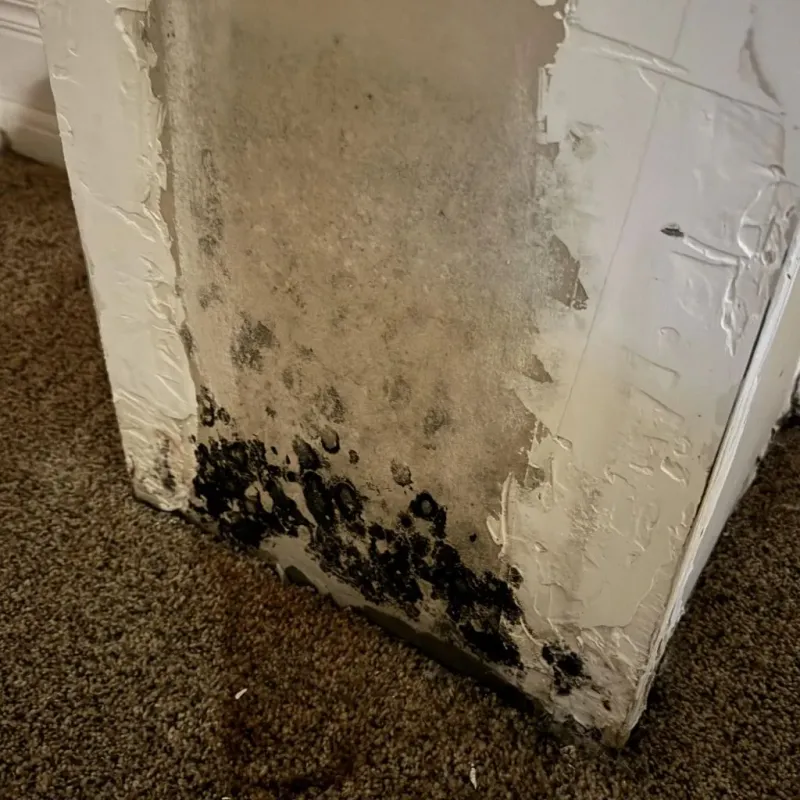 Professional Mold Removal in Walnut Grove, CA